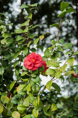 closeup of a red camellia flower in the garden
