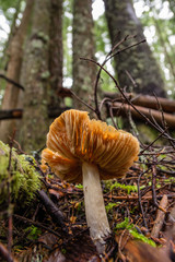 A mushroom grows in an Douglas Fir forest in the Pacific Northwest.