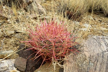 Joshua Tree National Park USA