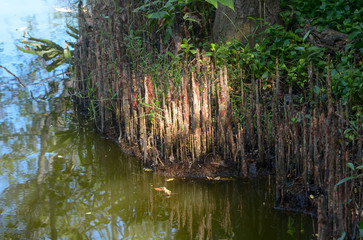 Red Mangrove root