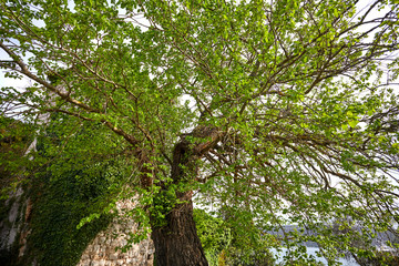 Tall tree in a forest