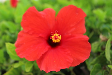 Obraz premium red flower in the garden