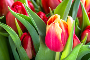 Fototapeta premium Flowering tulips, spring easter background with flowers, macro