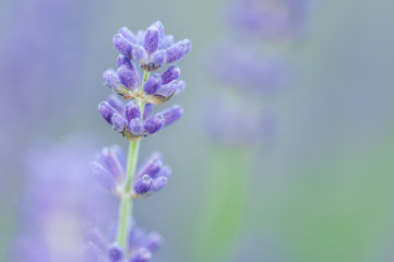 Fototapeta na wymiar Lavender angustifolia, lavandula blossom in herb garden