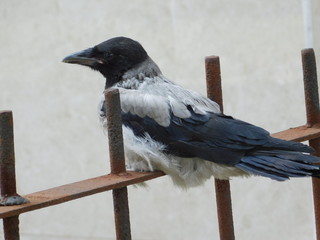 gray raven on the fence