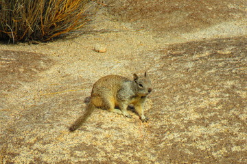 Animal in joshua  tree national park usa
