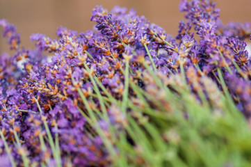 Lavender angustifolia, lavandula blossom in herb garden harvest cuted