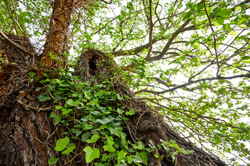 Tall tree in a forest