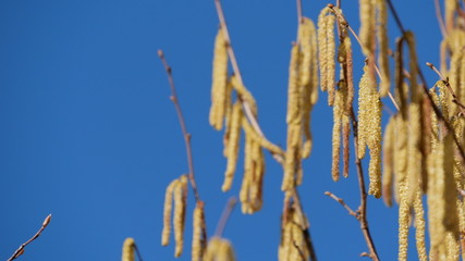 Kätzchen an der Erle