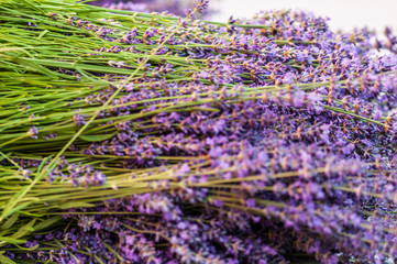 Lavender angustifolia, lavandula blossom in herb garden harvest cuted