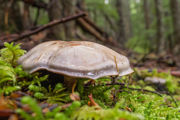 Mushrooms grows amoung moss in old growth forests of western .Oregon.