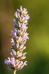 Lavender angustifolia, lavandula blossom in herb garden in evening sunlight, sunset
