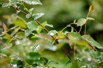 Spring flowers in the rain. Blooming spring. 