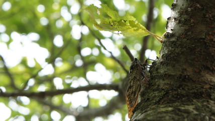 cicada rest tree insect