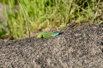 Lizard crawling on a rock.