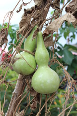 green pears on the tree