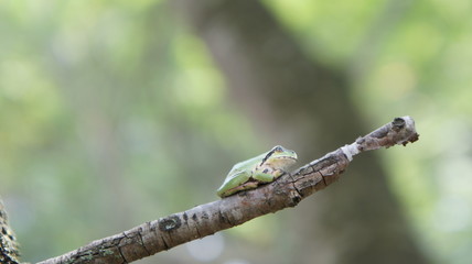 Green frog leaves