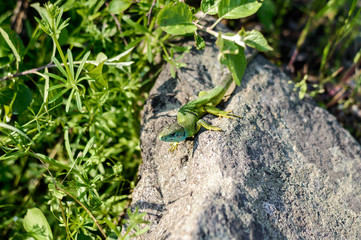 Lizard crawling on a rock.