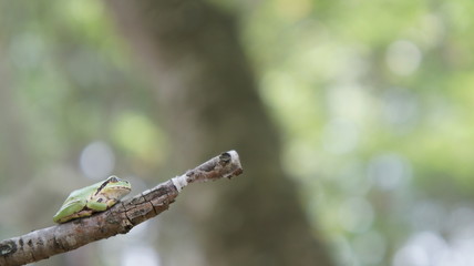 Green frog leaves
