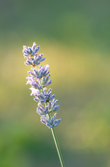 Lavender angustifolia, lavandula blossom in herb garden in evening sunlight, sunset