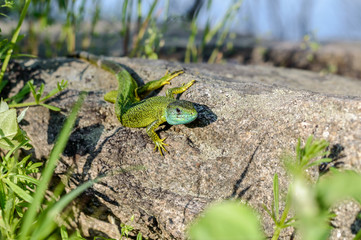 Lizard crawling on a rock.