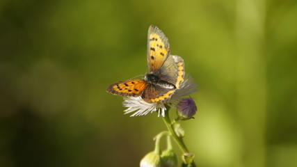 Lycaena phlaeas butterfly
