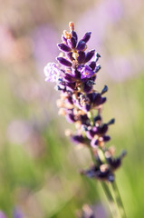 Lavender angustifolia, lavandula blossom in herb garden in evening sunlight, sunset