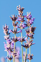 Lavender angustifolia, lavandula blossom in herb garden
