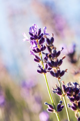 Artistic Lavender angustifolia, lavandula blossom in herb garden in evening sunlight, sunset