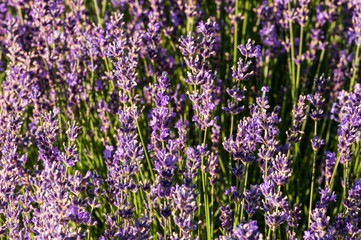 Naklejka premium Lavender angustifolia, lavandula blossom in herb garden in morning sunlight