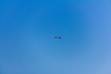 A seagull flying over the mediterranean sea, in Calpe, Spain