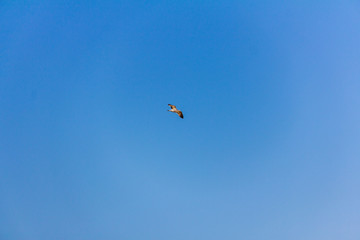 Naklejka na ściany i meble A seagull flying over the mediterranean sea, in Calpe, Spain