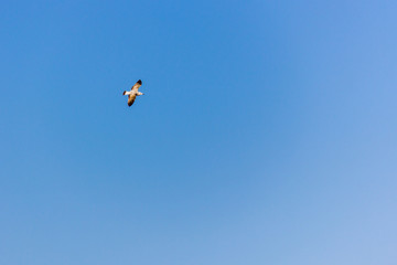 A seagull flying over the mediterranean sea, in Calpe, Spain