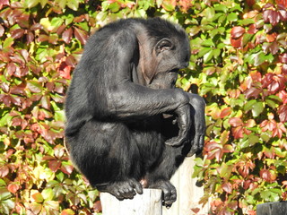 chimpanzee monkey