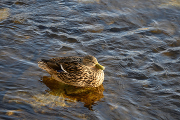 Ente in der Limmat, Zürich, Schweiz