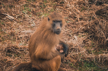  Nice image of guinea baboons. Animal