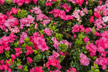 primrose flowerbed in spring