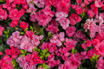 various pink color primrose flowerbed in spring, top view.