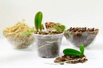 Cultivation of orchids at home. Plant transplanting and growing concept. Small young plants, orchid seedlings in pots