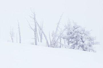 Stand of snow covered trees at timberline on Mt Hood, Oregon