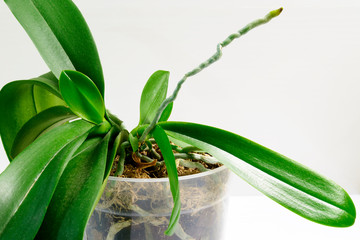 Close-up of young plants on mother plant. Cultivation of orchids in home gardening. Breeding orchids