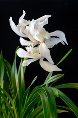Orchid: Cymbidium Eternal Joy 'Koiyuki'