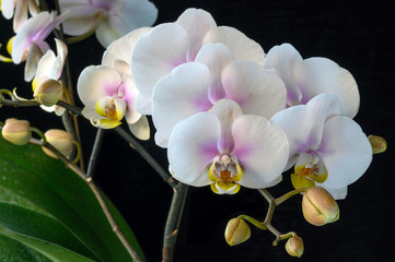 Fototapeta na wymiar Phalaenopsis orchid 'MA-2' white with pink center