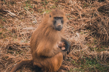  Nice image of guinea baboons. Animal
