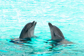 Naklejka premium dolphins swimming in the clear blue water of the pool