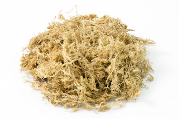 Pile of dry sphagnum moss. Used for orchid transplanting to retains moisture - obrazy, fototapety, plakaty