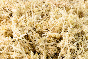 Pile of dry sphagnum moss. Used for orchid transplanting to retains moisture - obrazy, fototapety, plakaty