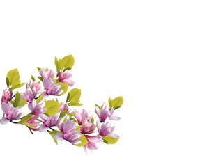 Naklejka na ściany i meble Beautiful magnolia flower blooming background.
