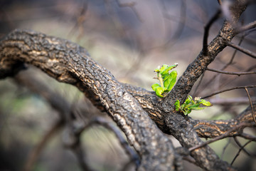 Rebirth of a plant