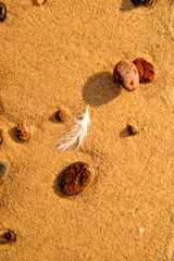 feather on a beach on pebbles and sand